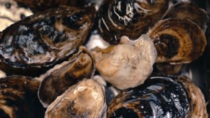 Krowne MoveWell Oyster Insert – MW-OS Modular Component